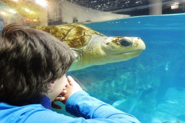 İstanbul Akvaryum Turu