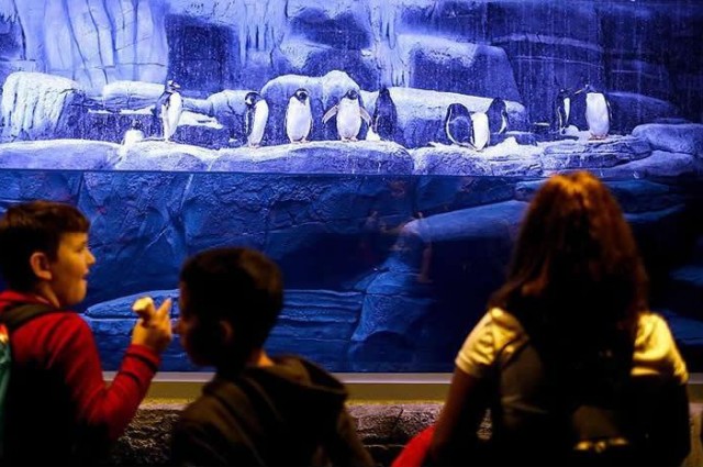 İstanbul Akvaryum Turu