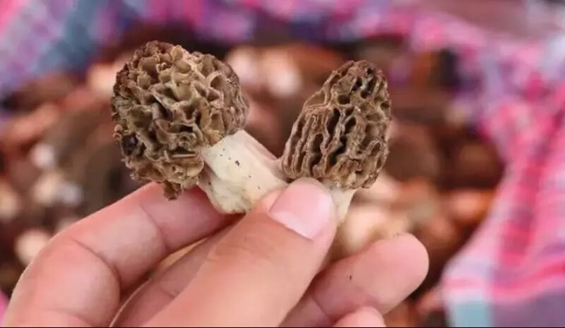Fethiye Yeşilüzümlü Dastar ve Kuzugöbeği Mantar Festivali Turu