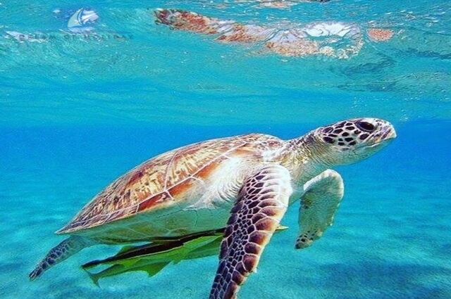 Dalyan - Akyaka -Güzelköy Turu