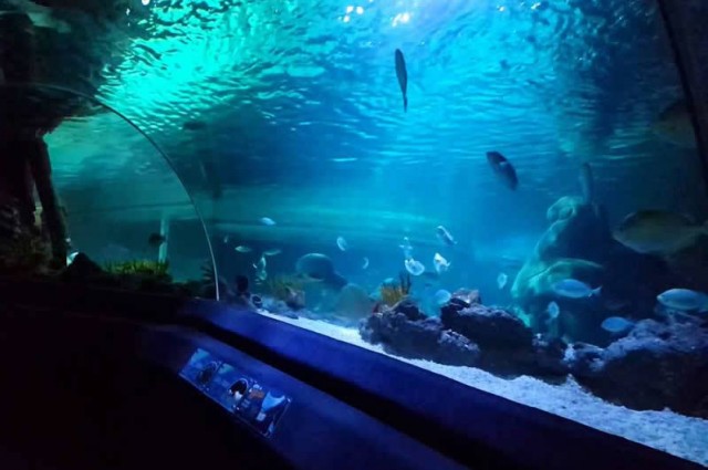 İstanbul Legoland Discovery - Madame Tussauds - Sea Life akvaryum Turu